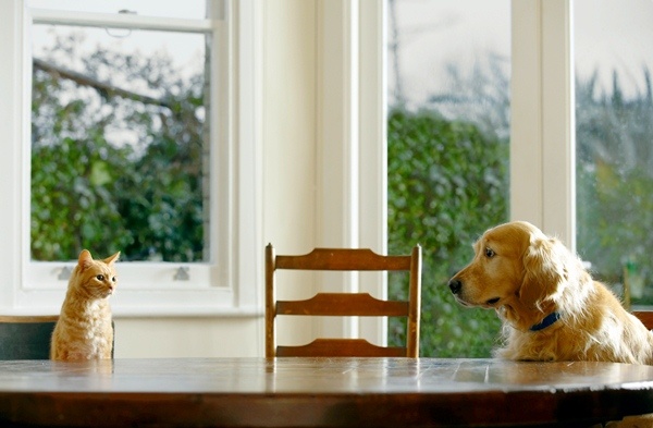 Ginger tabby cat and golden retriever sitting at dining table